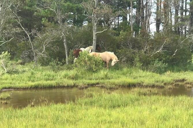 Chincoteague's Up The Bay Pony and Wildlife Tour by Boat - Who will enjoy this tour most