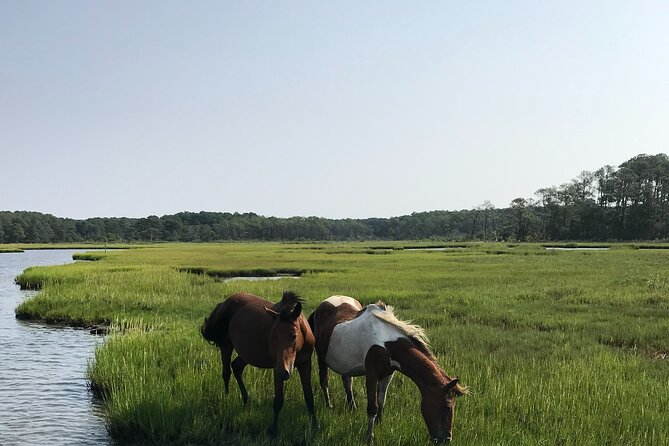 Chincoteague's Up The Bay Pony and Wildlife Tour by Boat - Assateague Island from the Virginia side