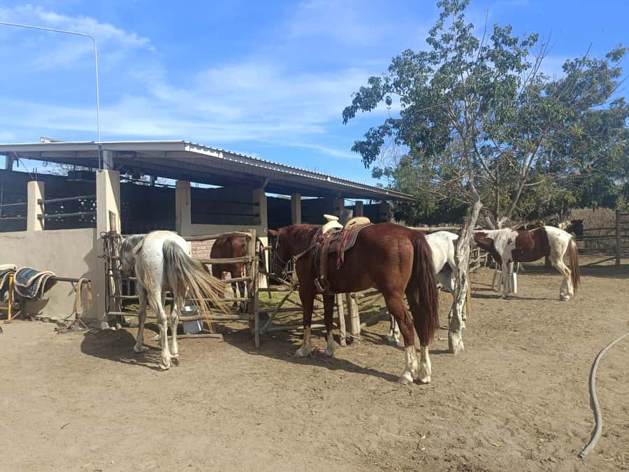 City Tour & Beach Club All Inclusive HorseBack Ride Sports - Key points at a glance