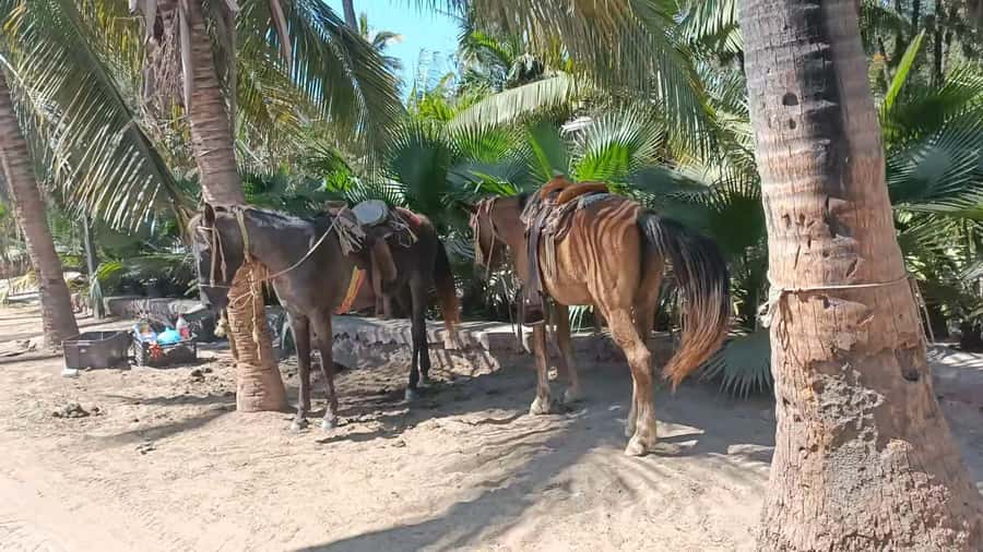 City Tour & Beach Club All Inclusive HorseBack Ride Sports - Choose two activities carefully