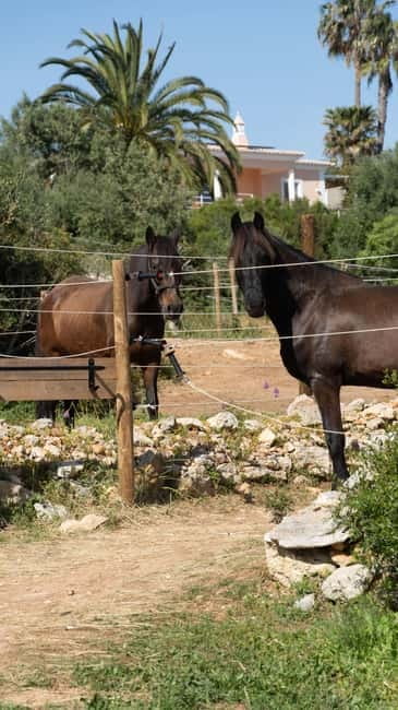 Cliffside Horseback Riding in the Algarve - A calm pace instead of a packed attraction