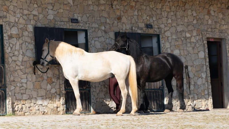 Cliffside Horseback Riding in the Algarve - Who will enjoy this Algarve horseback ride