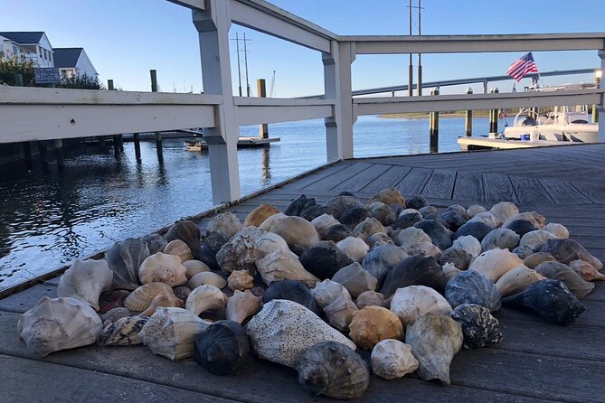 Coastal Excursion/Sunset Cruise/Sand Dollars/Sea Shells/Horses - Sand dollars, shells, and time on the beach