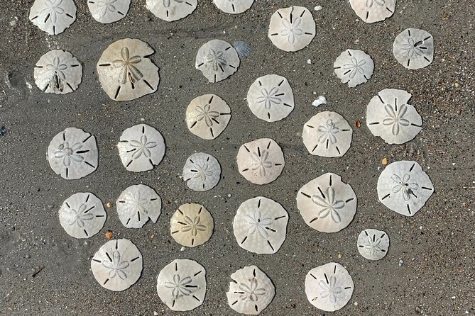 Coastal Excursion/Sunset Cruise/Sand Dollars/Sea Shells/Horses - Dolphins, Bird Shoals, and Cape Lookout waters