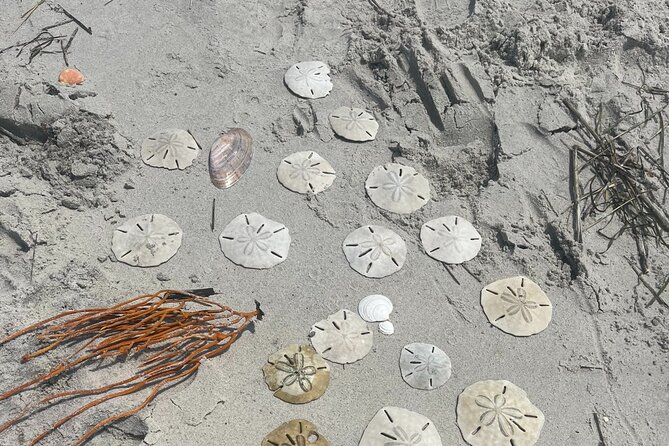 Coastal Excursion/Sunset Cruise/Sand Dollars/Sea Shells/Horses - Practical details that affect your day