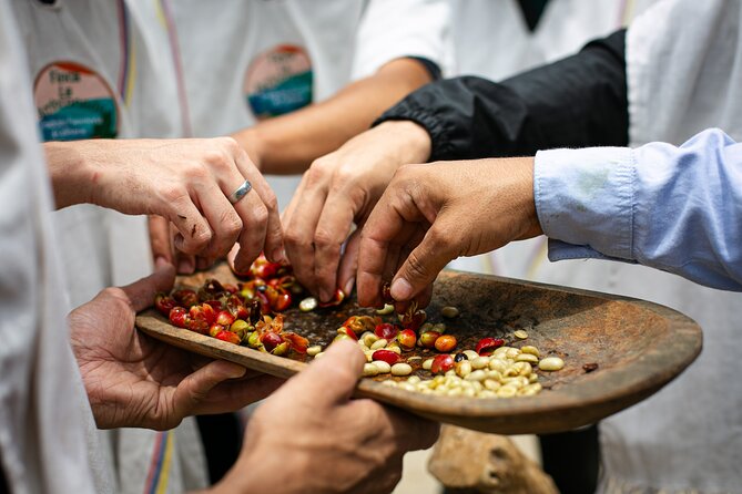 Coffee Tour with arrival on horseback and sugar cane processing - A coffee morning with a horseback beginning