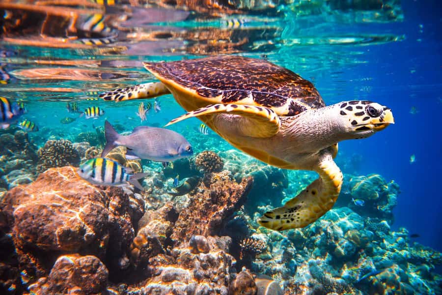 Cooking Class Tour, Stone Town Tour, Horseback Riding - Mnemba Island Atoll by private boat