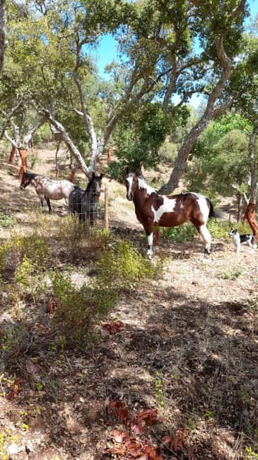 Costa Alentejana: Horse tour in Serra de Grândola - The second riding section and the return