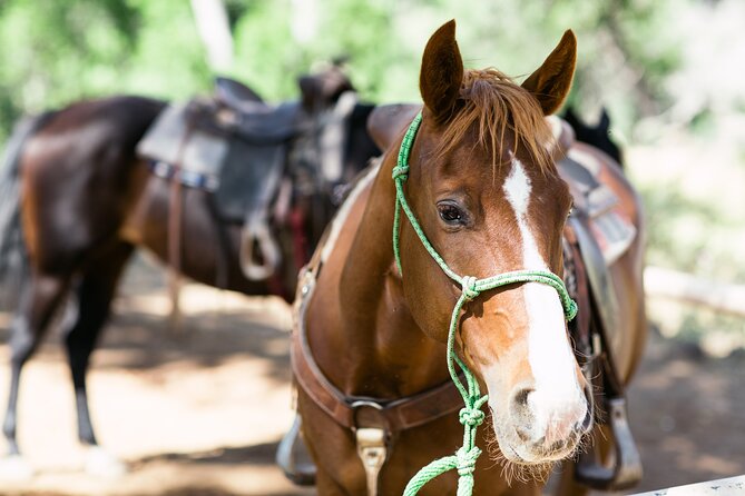 Cowpoke Ride: Adventurous horseback tour just 9 MILES from Sedona - Is $139 a fair price?