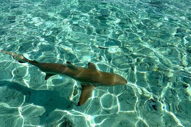 Crazy sea horse Bora Bora Comfortable boat, snorkeling and lunch - Timing, weather, and practical planning