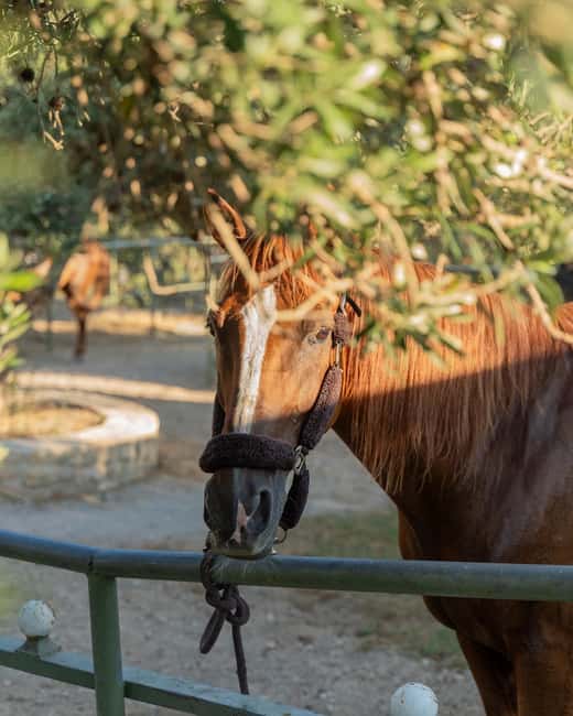 Crete Horse Riding: East Coastline Ride - Ammoudi and the final coastal stretch