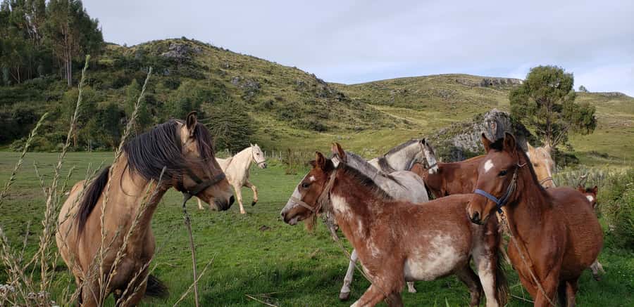 Cusco: Half-Day Horseback Riding at Devil's Balcony - From your hotel to the ranch near Sacsayhuaman