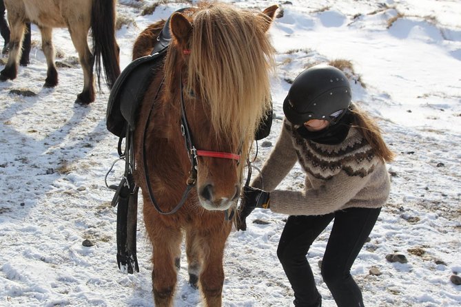 Deacon Horse Riding Tour - Meeting the Icelandic horses at Ytri Bægisá