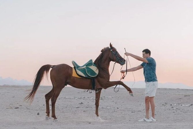 Desert & Sea Adventure – 3-Hour Horse or Camel Riding Experience - A desert ride with a Red Sea finish