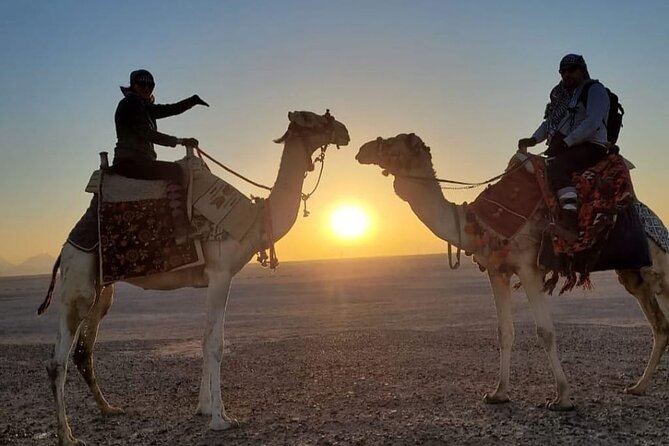 Desert & Sea Adventure – 3-Hour Horse or Camel Riding Experience - Choosing between a horse and a camel