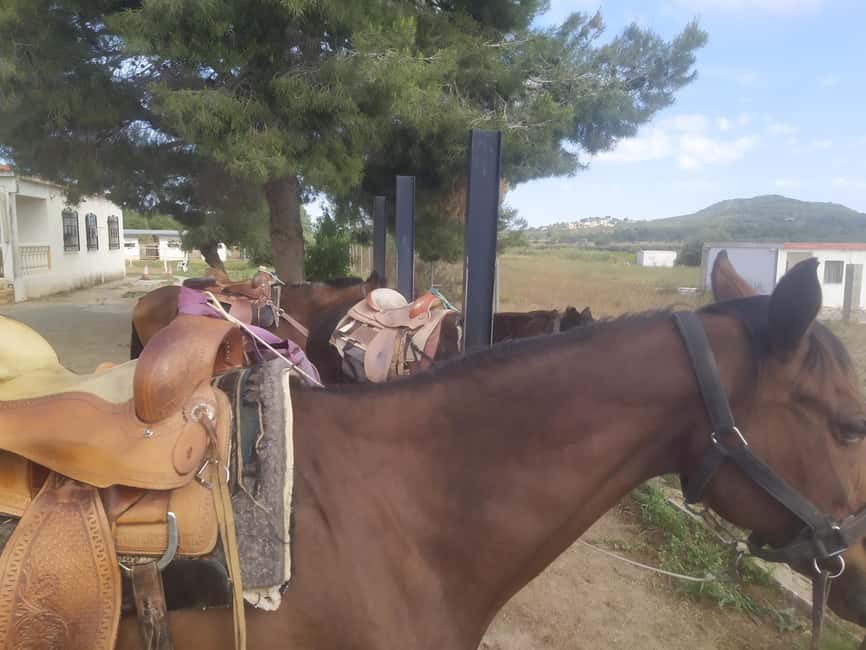 Discover the interior of Valencia on horseback - A calm start with a 15-minute riding lesson