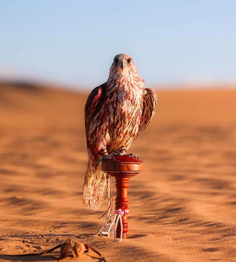Doha : Arabian Horse Ride Experience With Pickup & Drop Off - Who will enjoy this ride most