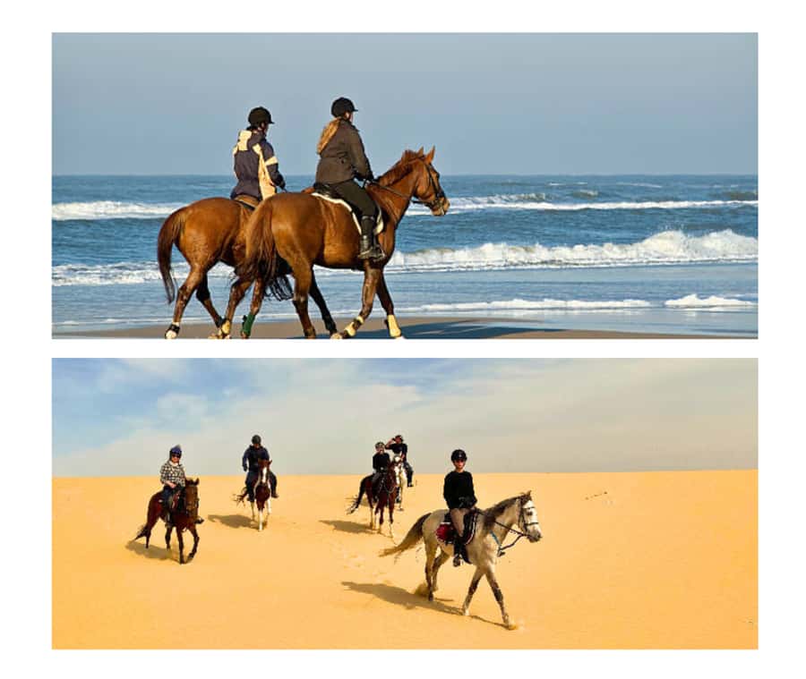 Doha: Arabian Horse Riding Experience –Sea or Desert Options - The ride itself: Arabian horses with a choice of scenery