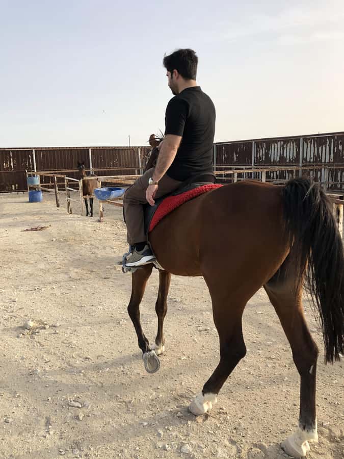 Doha: Arabian Horse Riding Experience –Sea or Desert Options - Sea or desert: making the right choice