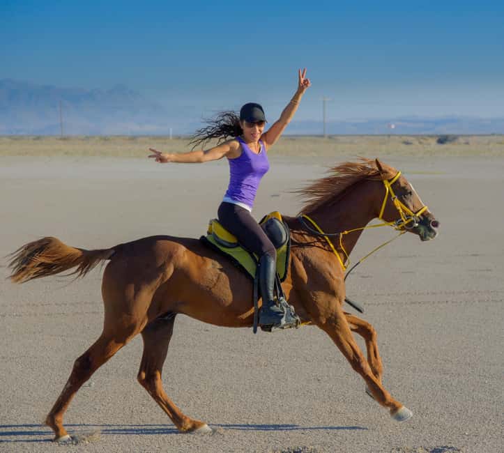 Doha: Arabian Horse Riding on the Seashore with Pickup - Key points before you book