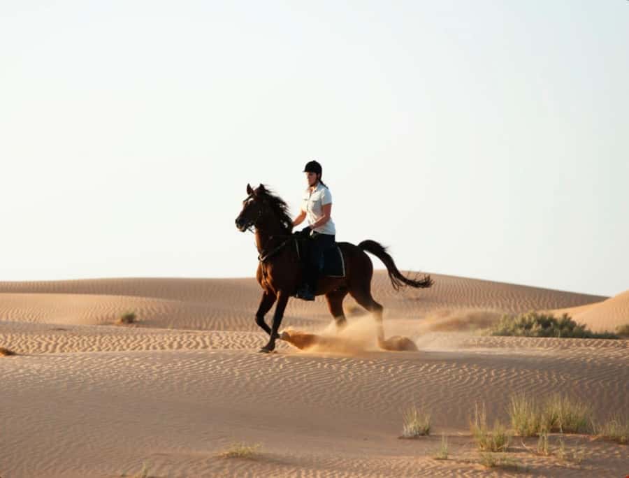 Doha Horseback Riding Adventure in Desert with Transfers - What the $97 price gets you