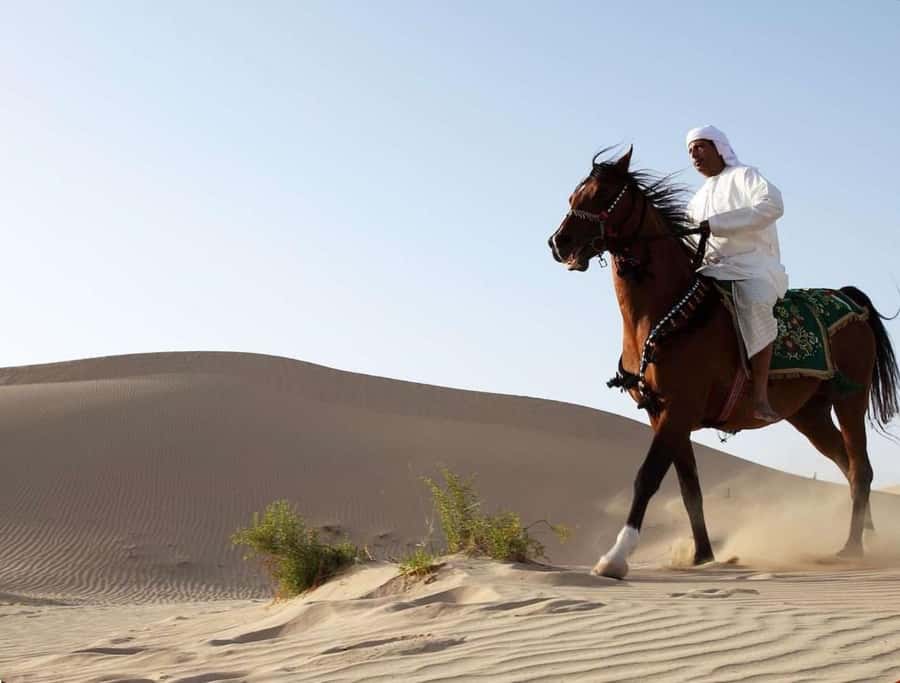 Doha Horseback Riding Adventure in Desert with Transfers - Final call: a good first taste of desert riding