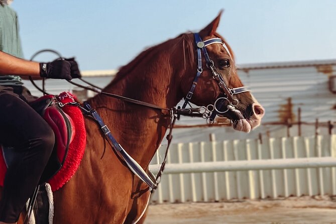 Doha-Private Half Day Safari with Horse Ride/Camel Ride/sandboard - Why this Doha safari feels different