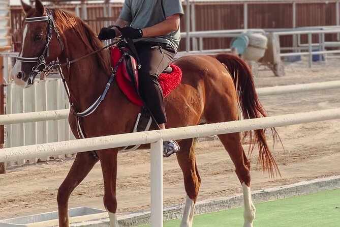 Doha-Private Half Day Safari with Horse Ride/Camel Ride/sandboard - The 40-minute horse ride in the desert