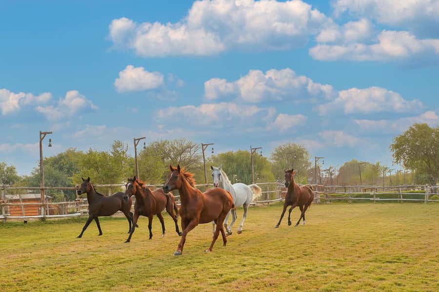 Dubai: Al Marmoom Oasis Horse Riding Experience with Snack - The horseback ride through the oasis