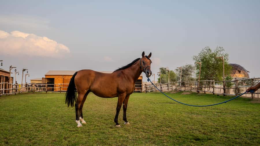 Dubai: Al Marmoom Oasis Horse Riding Experience with Snack - What the transfer option is really worth