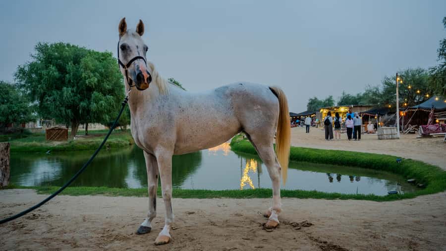 Dubai: Al Marmoom Oasis Horse Riding Experience with Snack - Price, extra charges, and overall value