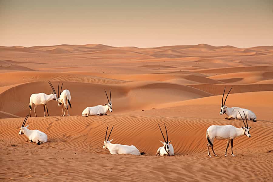 Dubai: Hot Air Balloon with Camel, ATV, & Horse Ride Options - What you see from 4,000 feet