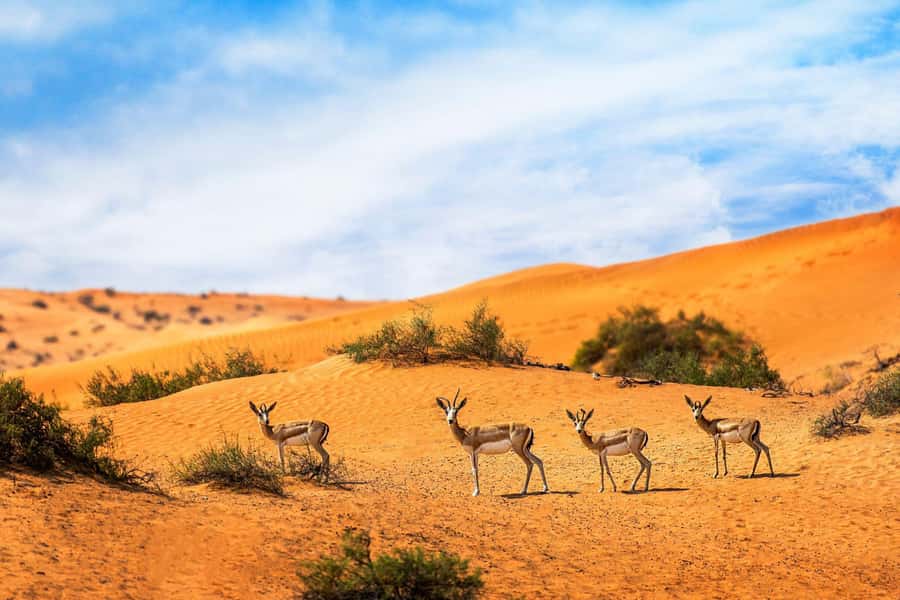 Dubai: Hot Air Balloon with Camel, ATV, & Horse Ride Options - The falcon photo and included extras