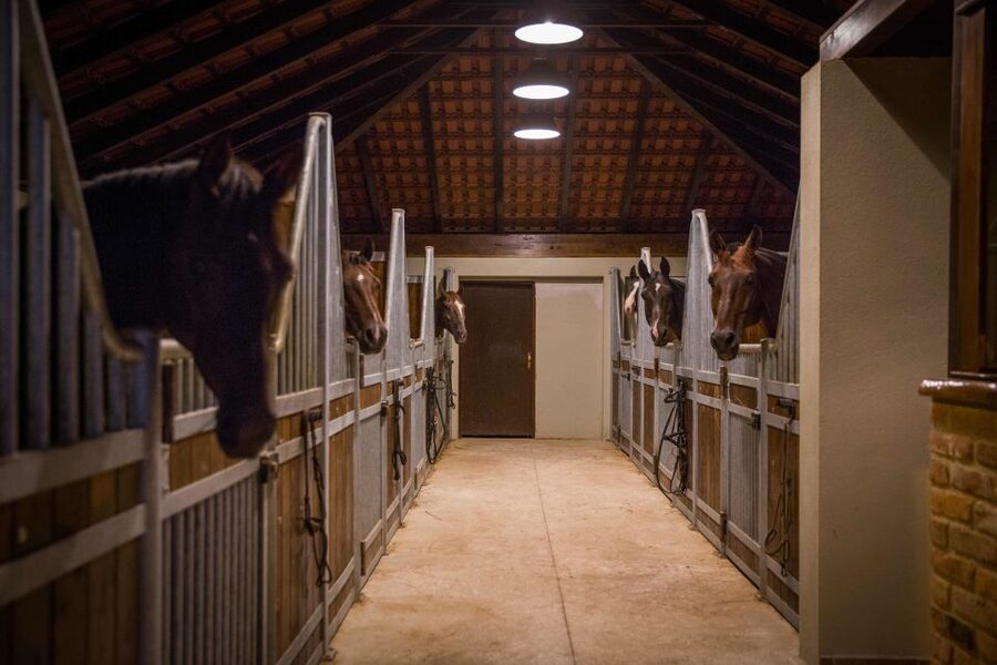 Dubrovnik Kojan Koral: Horseback Riding - Who should book this ride?