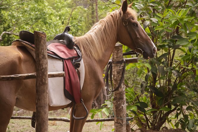 East Coast Horseback Riding & Waterfall Excursion - Families, cruise passengers, and confident riders