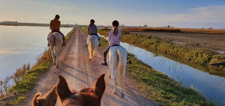 Ebro Delta National Park: Guided Horseback Riding Tour - Why the Ebro Delta works so well on horseback