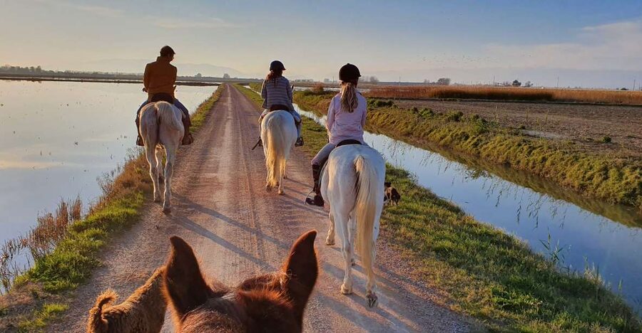 Ebro Delta National Park: Guided Horseback Riding Tour - Meeting Deltanatur at Riumar’s beach kiosk