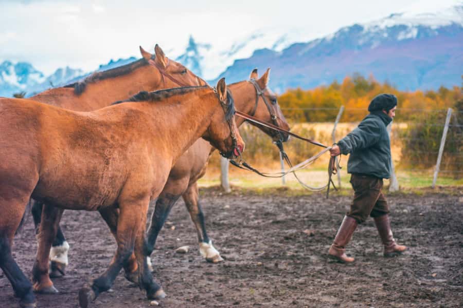 El Calafate: Nibepo Aike Ranch with Horseback Riding - Seeing Nibepo Aike as a working estancia