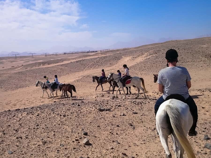 El Gouna: Desert & Sea Horse Riding With Swimming Optional - Horses, guides, and photo stops