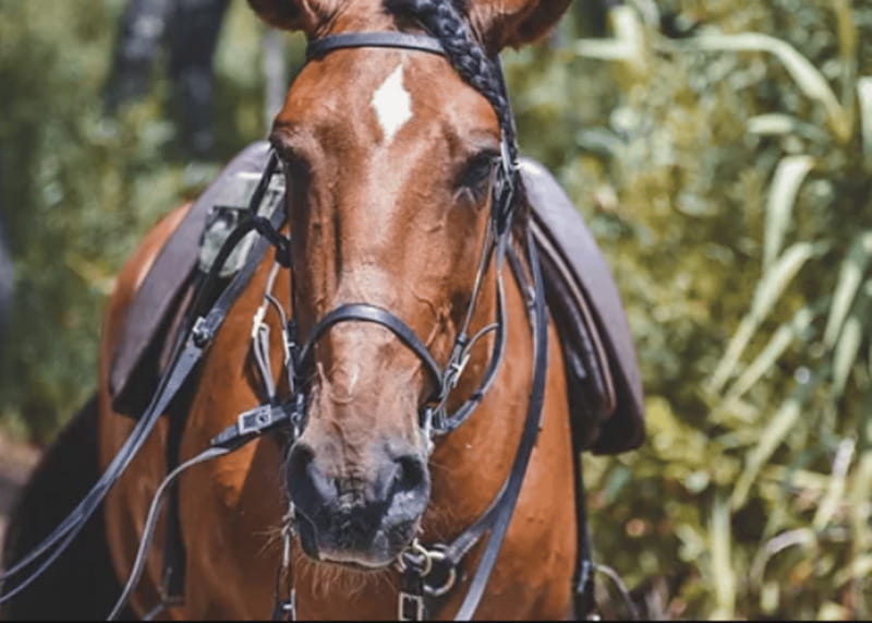 Ensenada: Horseback Riding at Playa Hermosa Beach - Meeting near the Caracol Museum