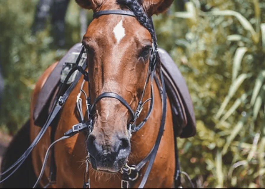 Ensenada: Horseback Riding at Playa Hermosa Beach - Who should book this activity