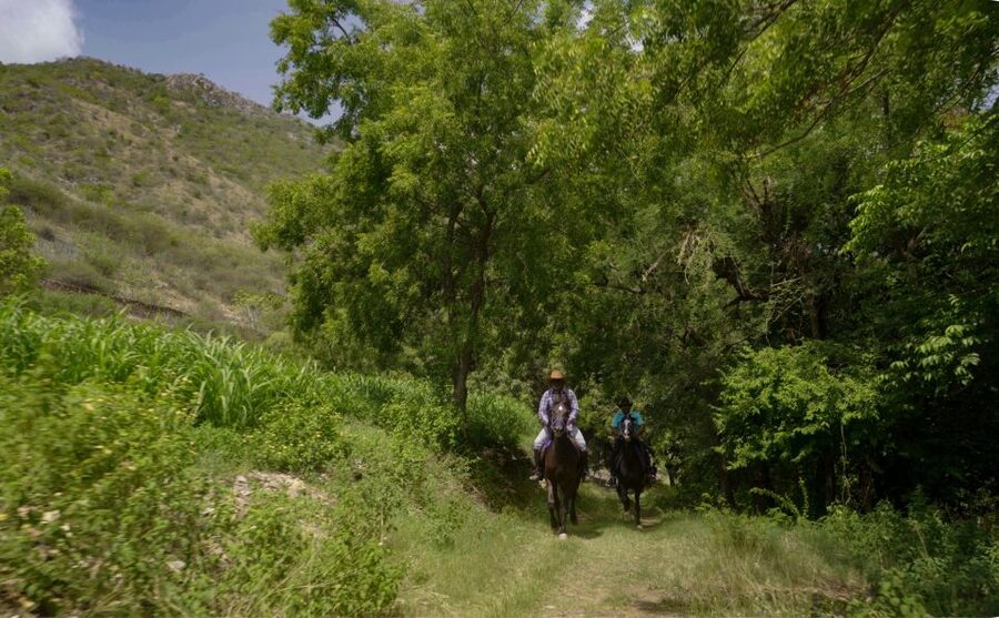 Equestrian Escape: Horse Safari Adventure - Meeting Dinesh and Learning Horse Care