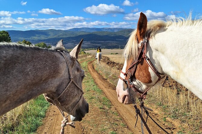 Escape Sofia: horse ride through Bulgaria's beauty - Meeting the horses before you ride