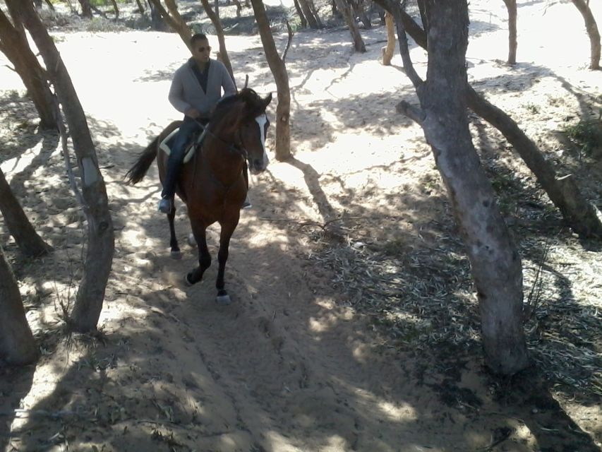 Essaouira: 3-Hour Horseback Ride - What the horses and guides mean for your experience