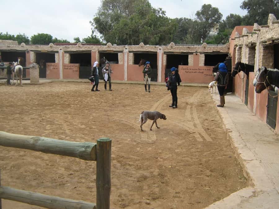 Essaouira: Full-Day Horse Riding Tour with Lunch - The longer route for confident riders