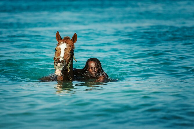 Experience the Swimming Horses at Carlisle Bay & the Garrison - Key points at a glance