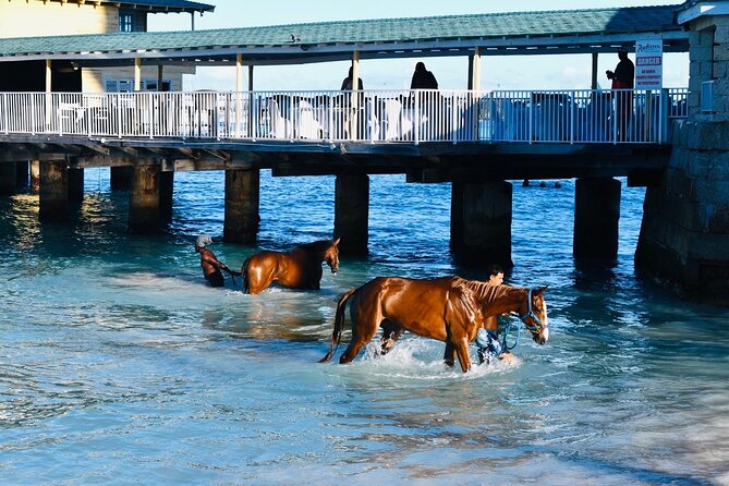 Experience the Swimming Horses at Carlisle Bay & the Garrison - Seeing Barbados’ swimming horses at Pebbles Beach