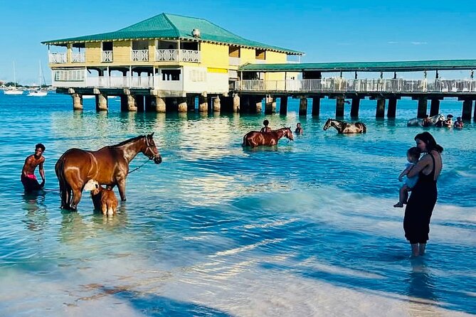 Experience the Swimming Horses at Carlisle Bay & the Garrison - The guide and the small-group format
