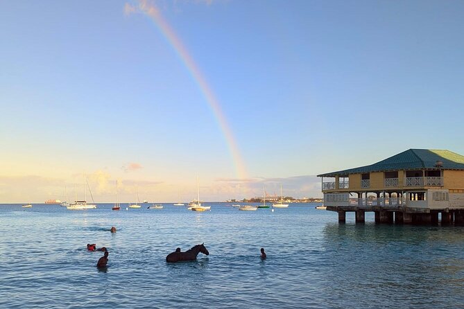 Experience the Swimming Horses at Carlisle Bay & the Garrison - What to bring and how to plan the morning
