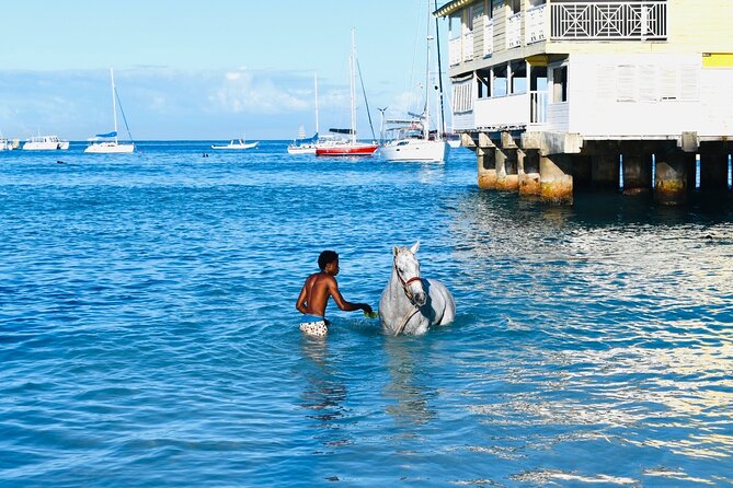 Experience the Swimming Horses at Carlisle Bay & the Garrison - Why the 6:00 am start matters
